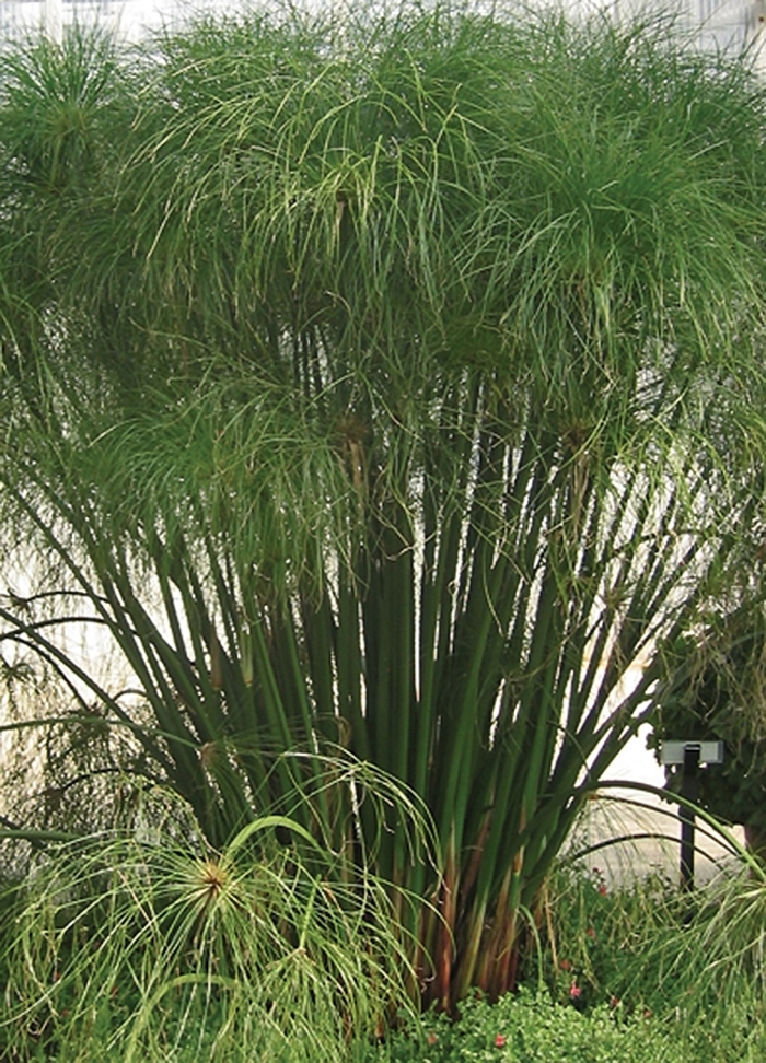 Graceful Grasses® King Tut® - Cyperus papyrus