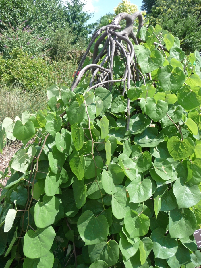 Lavender Twist™ Redbud - Cercis canadensis 'Covey' Lavender Twist™ Redbud - Cercis canadensis 'Covey'