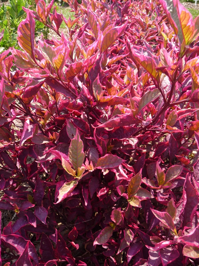 Alternanthera - Alternanthera dentata 'Brazilian Red Hots'