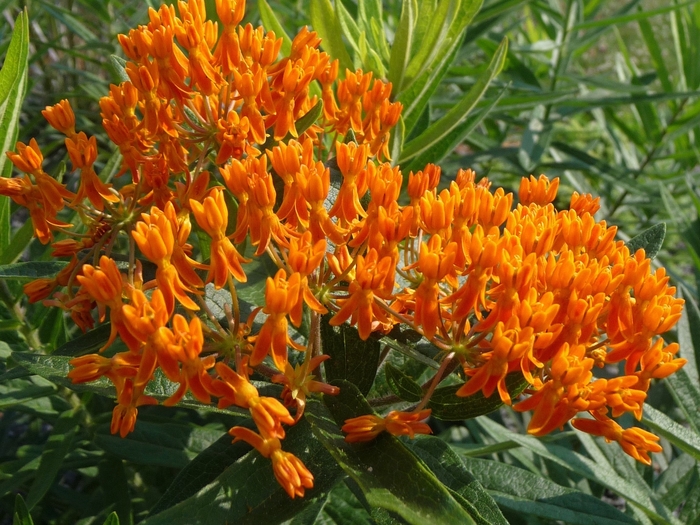 Butterfly Weed - Asclepias tuberosa