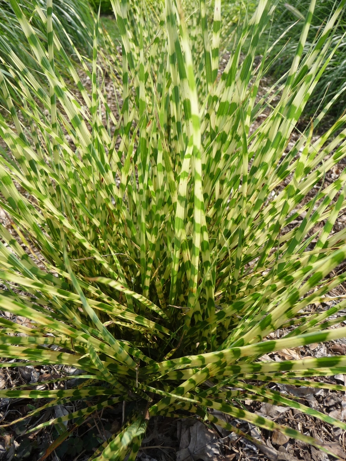 Maiden Grass - Miscanthus sinensis 'Gold Bar'