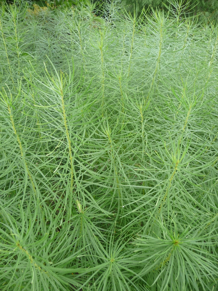 Blue Star - Amsonia hubrichtii Blue Star - Amsonia hubrichtii