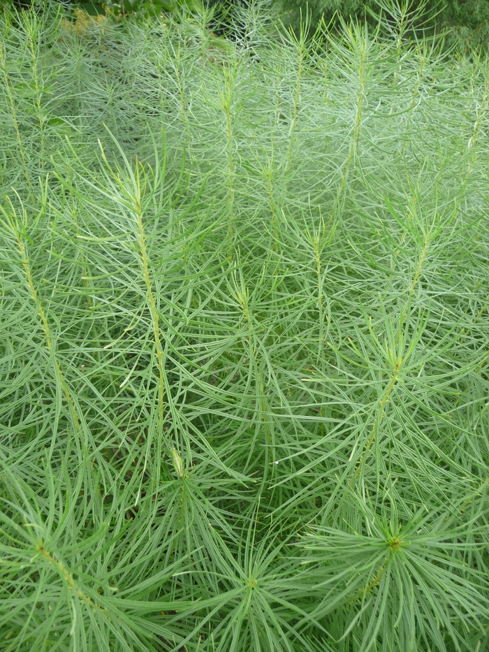 Blue Star - Amsonia hubrichtii