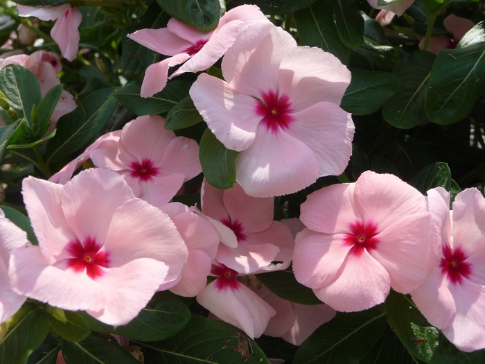 Vinca - Catharanthus roseus Valiant™ Apricot 