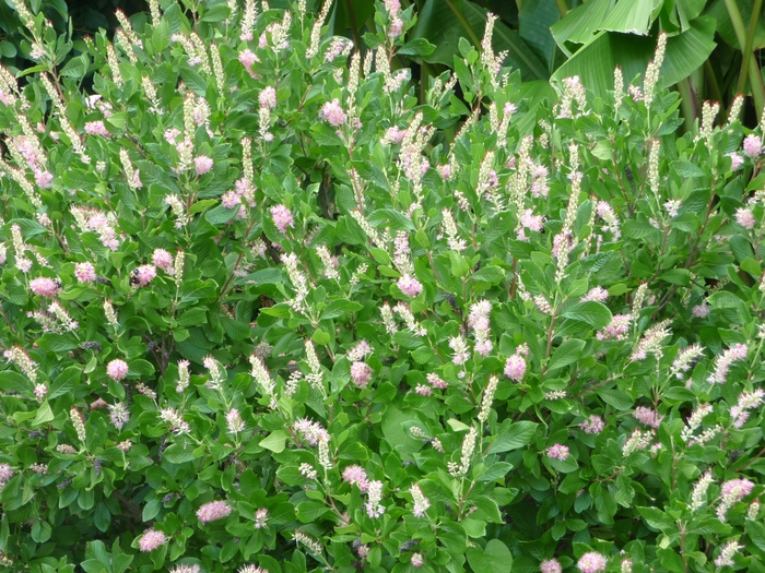 Summersweet - Clethra alnifolia 'Ruby Spice' Summersweet - Clethra alnifolia 'Ruby Spice'