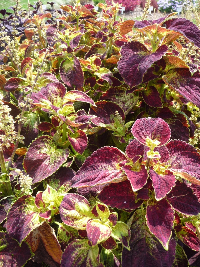ColorBlaze™ Dipt in Wine - Solenostemon scutellarioides 'Coleus' ColorBlaze™ Dipt in Wine - Solenostemon scutellarioides 'Coleus'