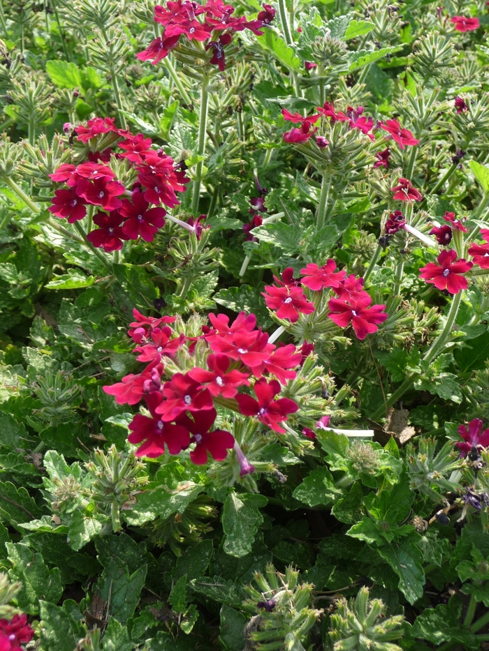 Lanai® Magenta - Verbena hybrida 'Lanai® Magenta' Lanai® Magenta - Verbena hybrida 'Lanai® Magenta'