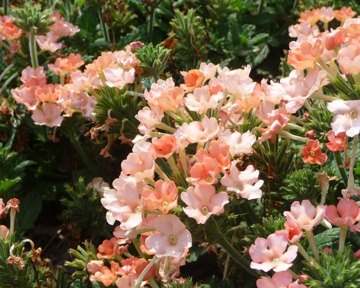 Verbena - Verbena hybrid 'Lanai Peach' Verbena - Verbena hybrid 'Lanai Peach'