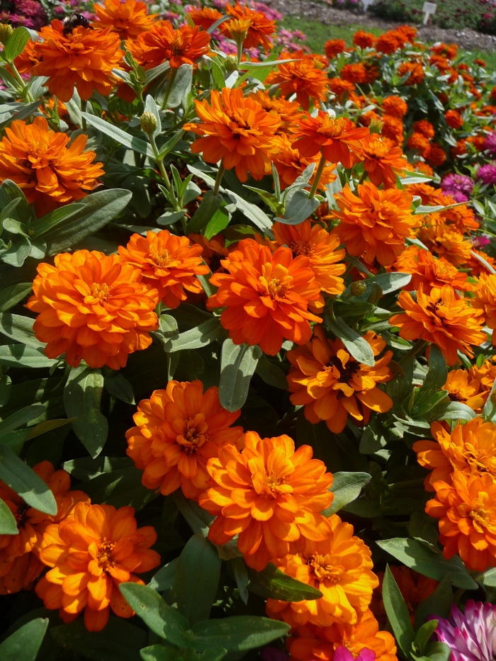 Zinnia - Zinnia hydrid 'Profusion Fire' Zinnia - Zinnia hydrid 'Profusion Fire'
