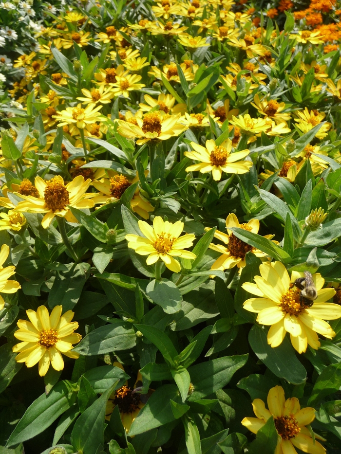 Zinnia - Zinnia hybrid 'Profusion Yellow' Zinnia - Zinnia hybrid 'Profusion Yellow'