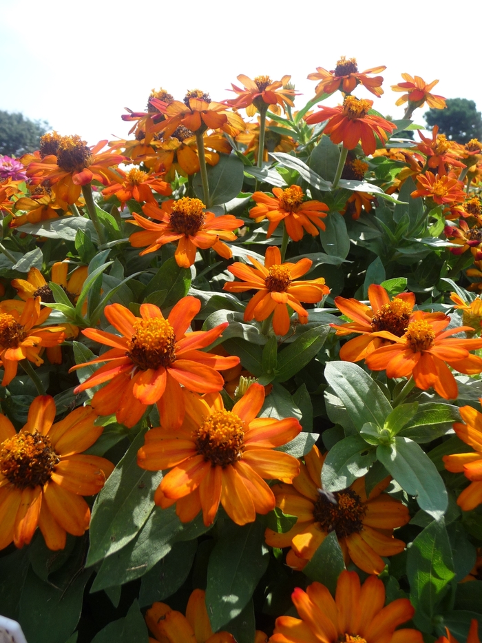 Zinnia - Zinnia marylandica Zahara® 'Fire' Zinnia - Zinnia marylandica Zahara® 'Fire'