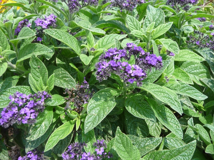 Helioptrope - Helioptrope arborescens 'Scentropia Dark Blue' Helioptrope - Helioptrope arborescens 'Scentropia Dark Blue'