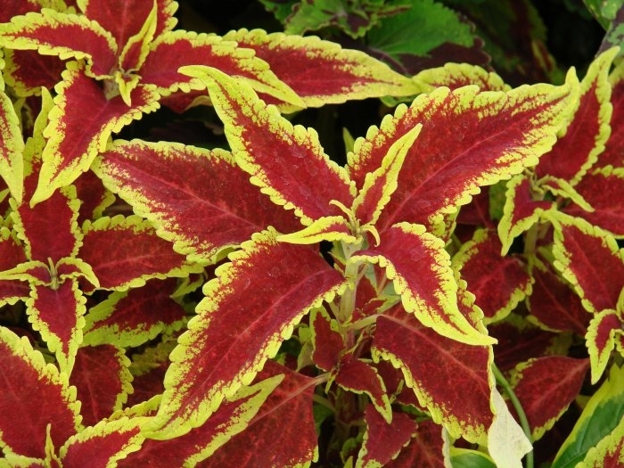 Coleus - Solenostemon scutellarioides 'Defiance' Coleus - Solenostemon scutellarioides 'Defiance'