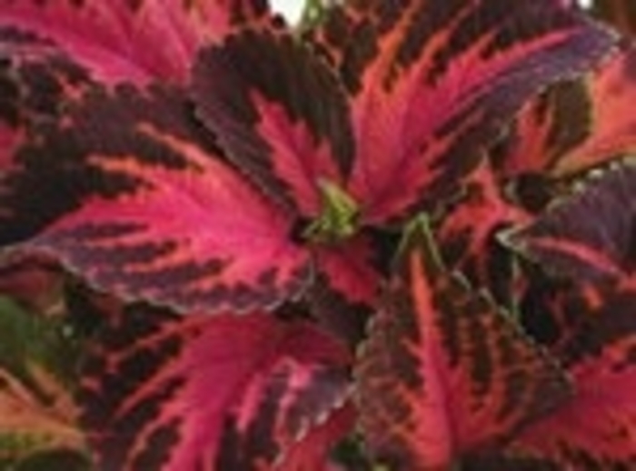ColorBlaze™ Kingswood Torch - Solenostemon scutellarioides 'Coleus' ColorBlaze™ Kingswood Torch - Solenostemon scutellarioides 'Coleus'