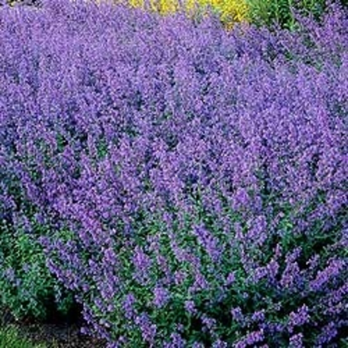 Catmint - Nepeta racemosa 'Walker's Low' Catmint - Nepeta racemosa 'Walker's Low'