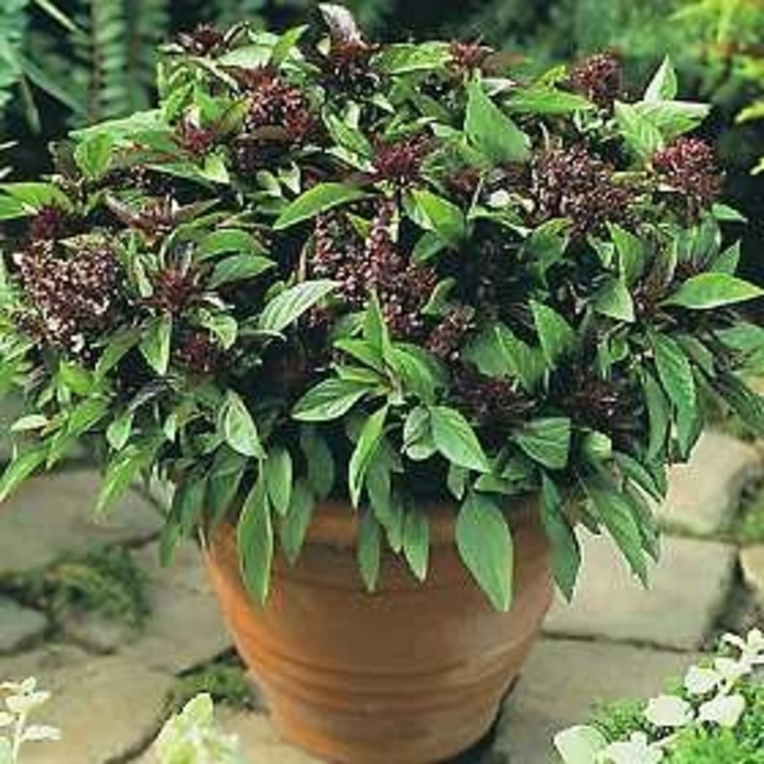 Basil - Ocimum basilicum 'Siam Queen' Basil - Ocimum basilicum 'Siam Queen'