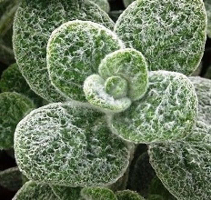 Oregano - Origanum dictamnus 'Dittany of Crete' Oregano - Origanum dictamnus 'Dittany of Crete'