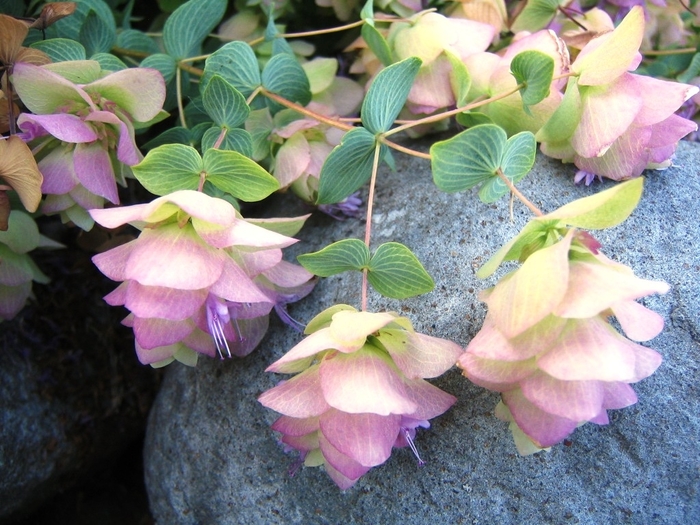 Ornamental Oregano - Origanum 'Kent Beauty' Ornamental Oregano - Origanum 'Kent Beauty'