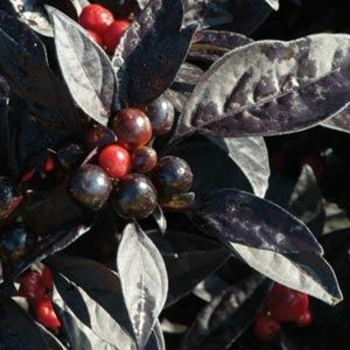 Black Pearl - Capsicum 'Black Pearl' Black Pearl - Capsicum 'Black Pearl'