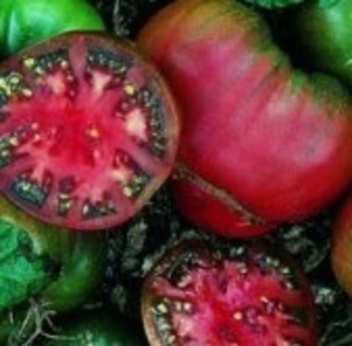Tomato - Lycopersicon 'Black Krim'