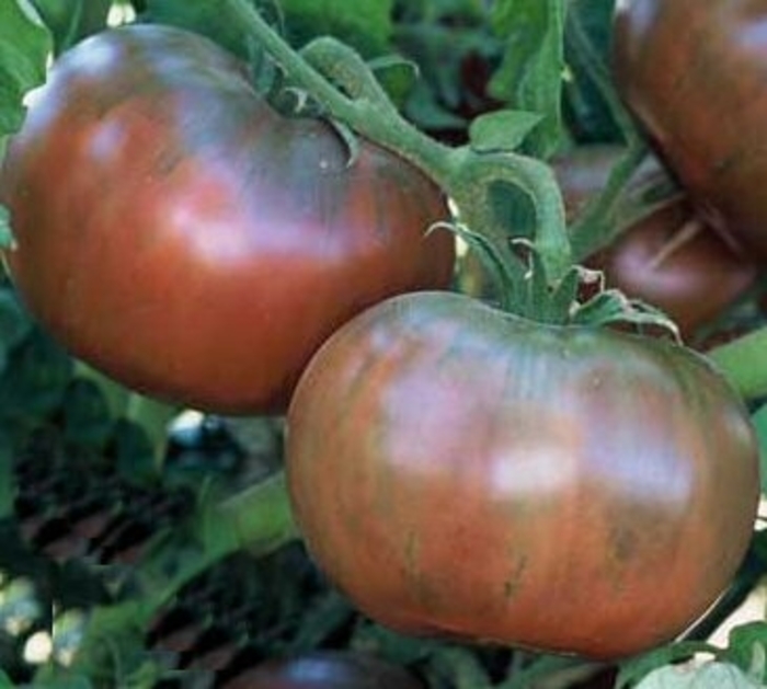 Tomato - Lycopersicon esculentum 'Cherokee Purple'
