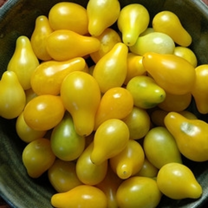 Tomato - Lycopersicon esculentum 'Yellow Pear' Tomato - Lycopersicon esculentum 'Yellow Pear'