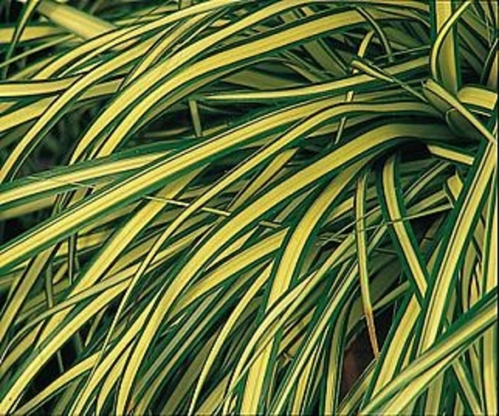 'Evergold' - Carex oshimensis