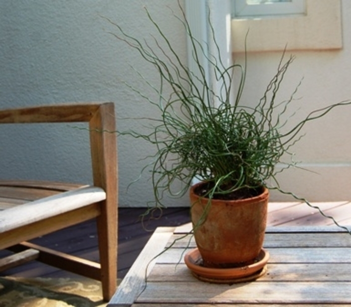 Corkscrew Rush - Juncus effusus 'Spiralis' Corkscrew Rush - Juncus effusus 'Spiralis'