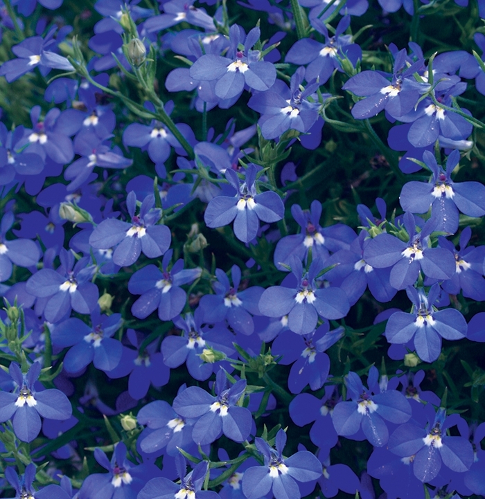 Laguna® 'Dark Blue' - Lobelia erinus Laguna® 'Dark Blue' - Lobelia erinus