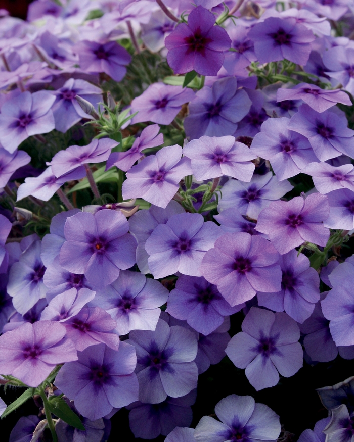 Intensia® Blueberry - Phlox Intensia® Blueberry Intensia® Blueberry - Phlox Intensia® Blueberry