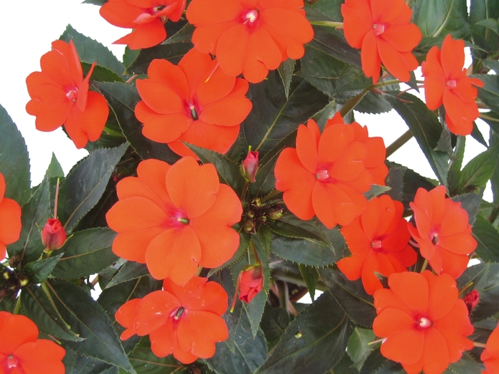SunPatiens® Compact Orange - Impatiens 'Orange' SunPatiens® Compact Orange - Impatiens 'Orange'