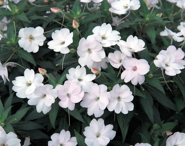 SunPatiens® Vigorous White - Impatiens SunPatiens® Vigorous White - Impatiens