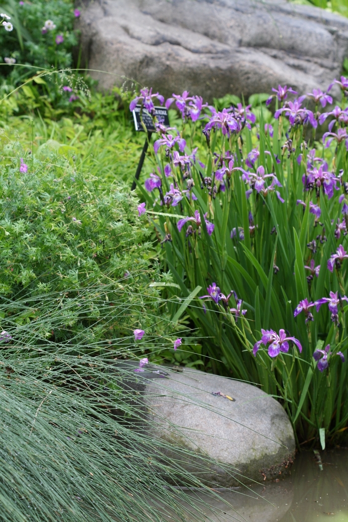 Blue Flag - Iris versicolor