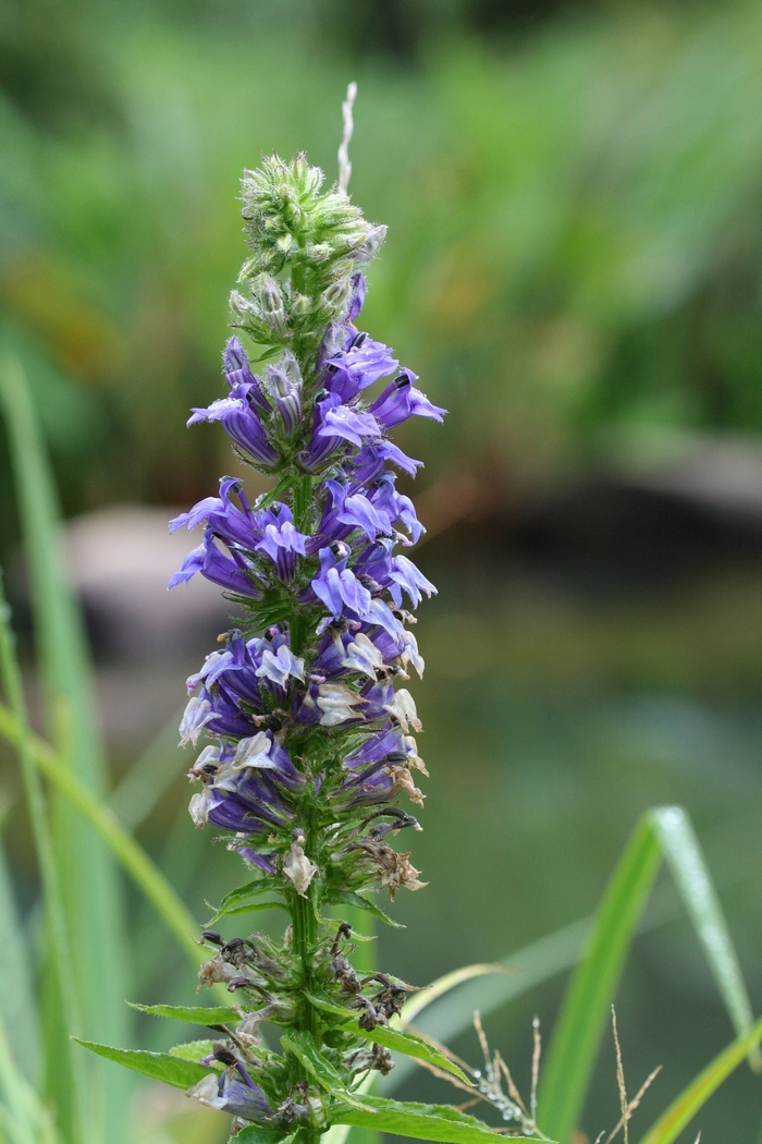 Cardinal Flower - Lobelia syphilitica