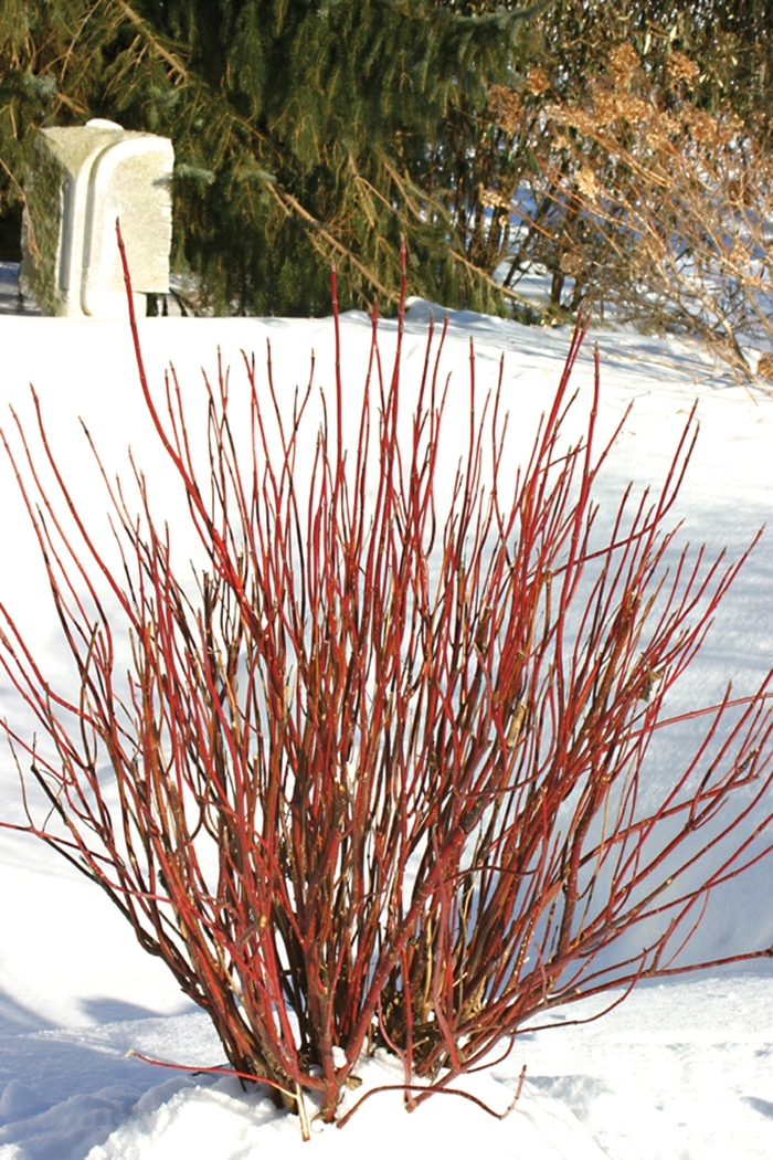 Arctic Fire® - Cornus stolonifera Arctic Fire® - Cornus stolonifera