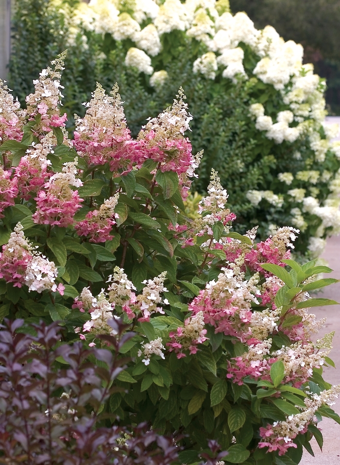 Hydrangea - Hydrangea paniculata 'Pinky Winky™ '