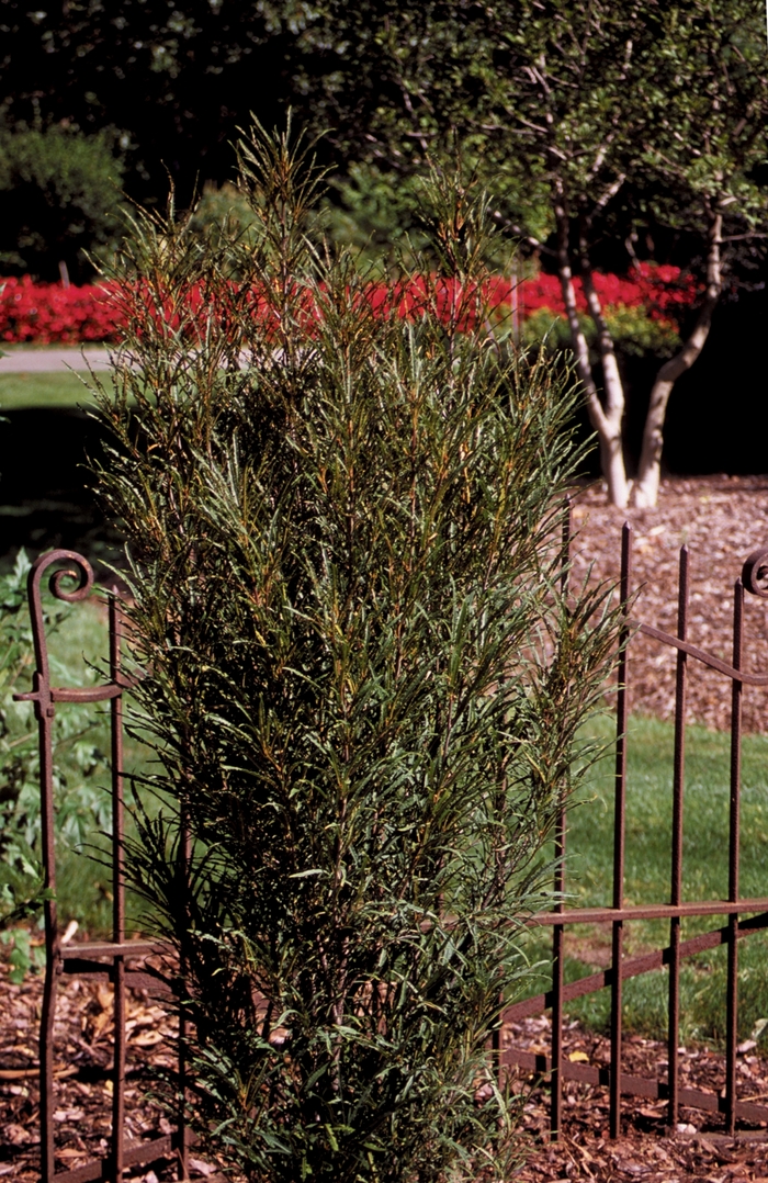 Fine Line® - Rhamnus frangula Fine Line® - Rhamnus frangula