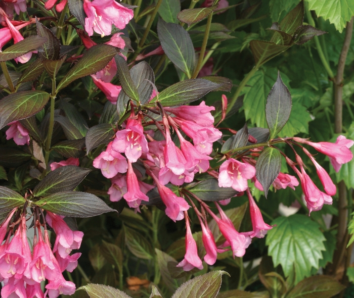 Weigela - Weigela florida 'Fine Wine' Weigela - Weigela florida 'Fine Wine'