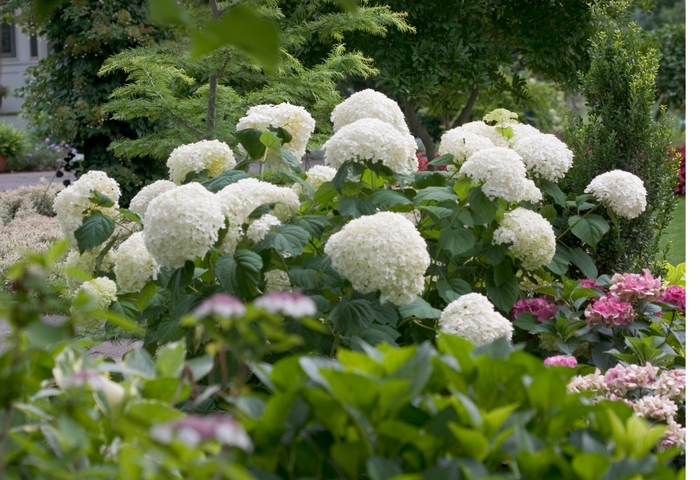 Incrediball® Smooth Hydrangea - Hydrangea arborescens