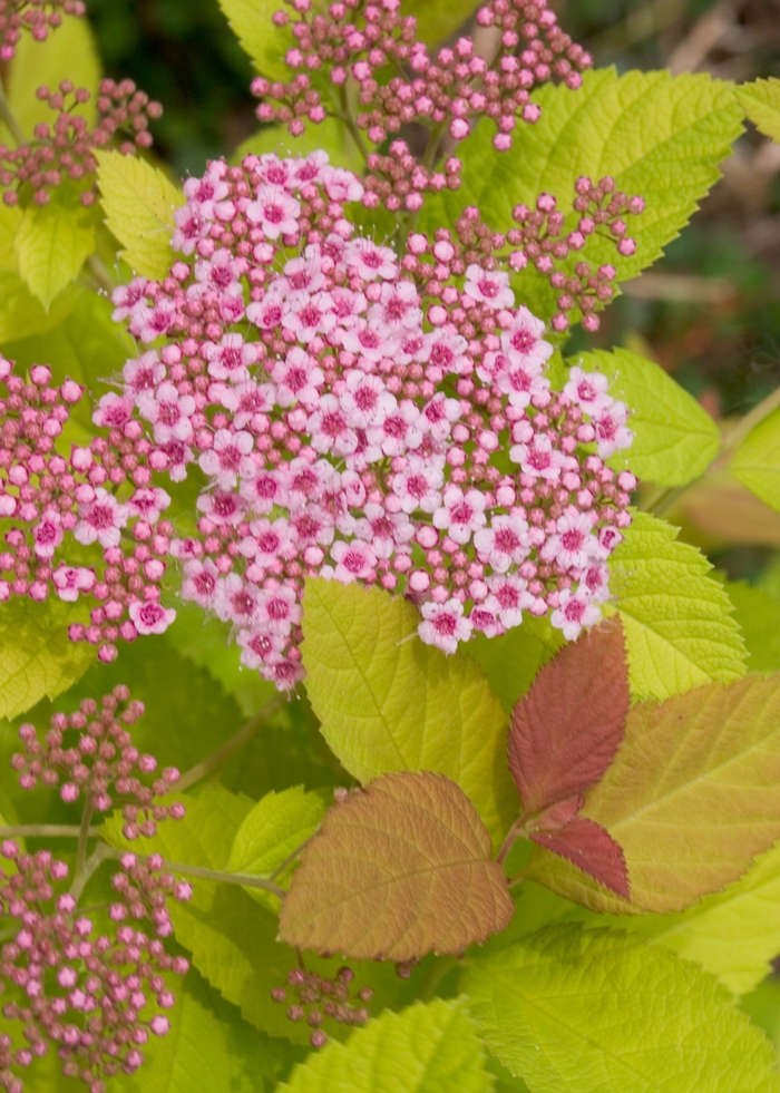 Double Play Big Bang® - Spiraea x Double Play Big Bang® - Spiraea x