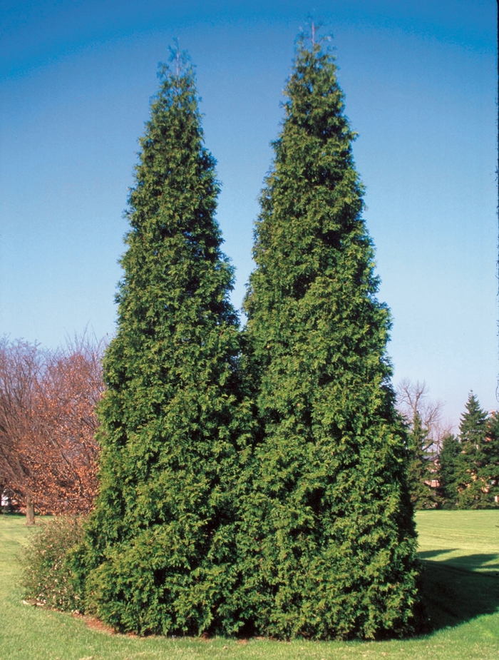 Spring Grove® - Thuja plicata