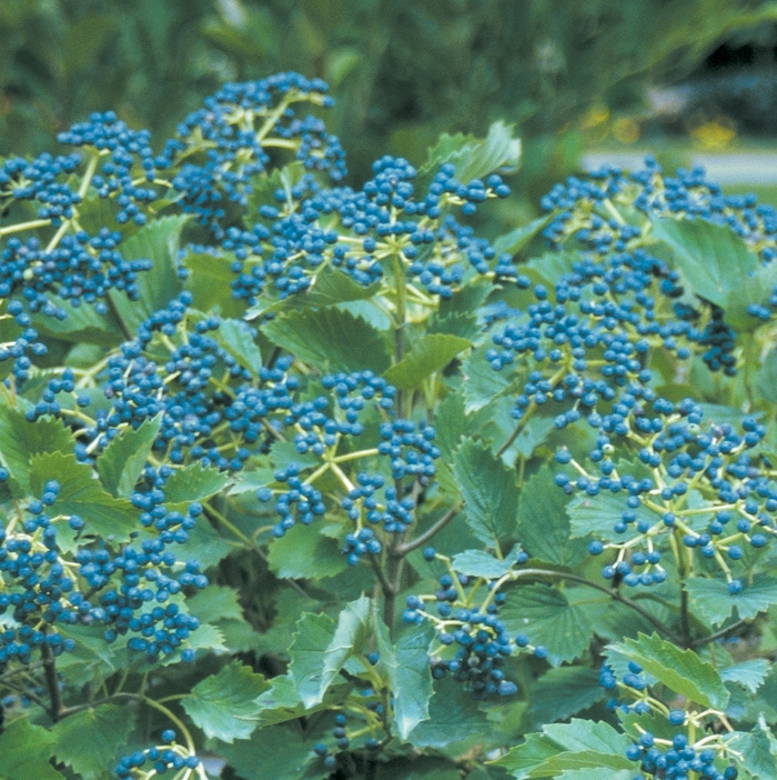Blue Muffin® - Viburnum dentatum Blue Muffin® - Viburnum dentatum