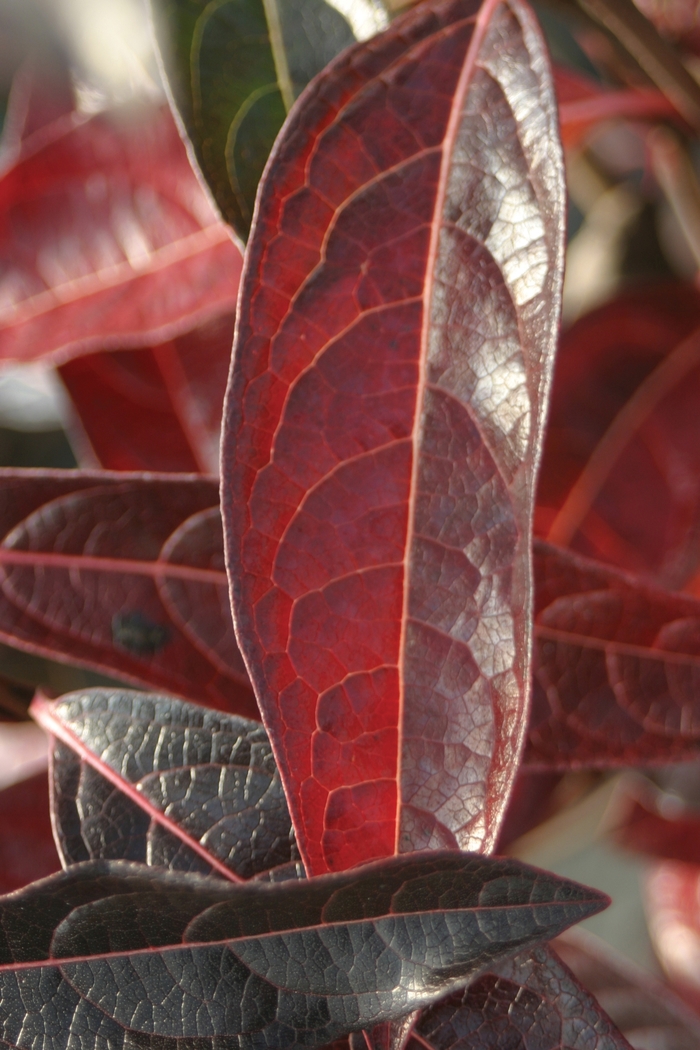 Brandywine™ - Viburnum nudum