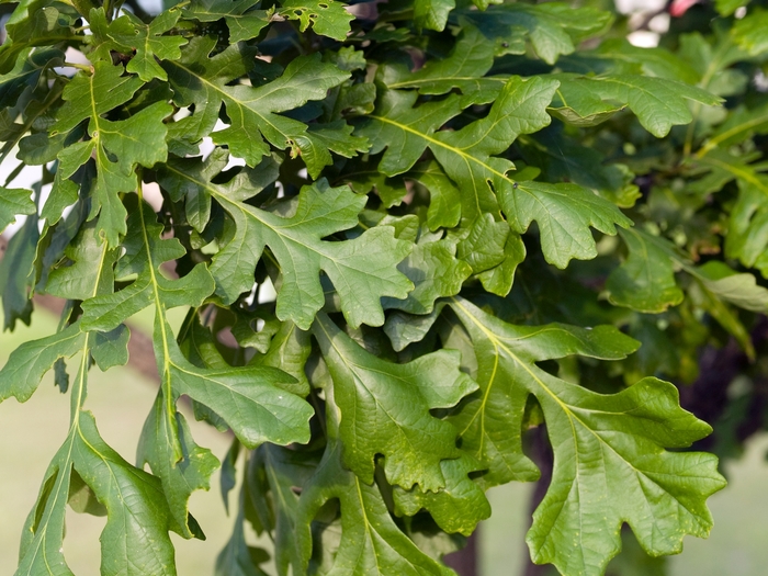Bur Oak - Quercus macrocarpa
