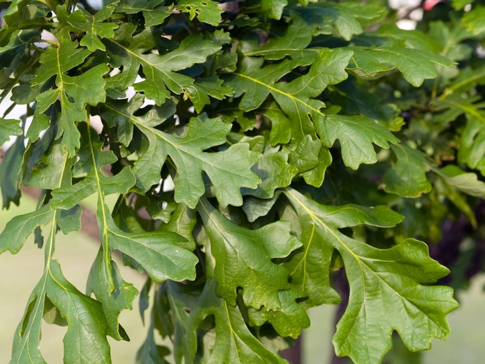 Bur Oak - Quercus macrocarpa Bur Oak - Quercus macrocarpa