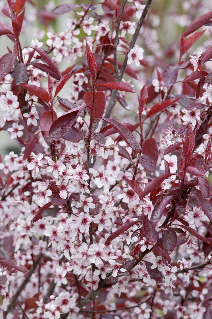 Purple Leaf Sand Cherry Plum - Prunus x cistena
