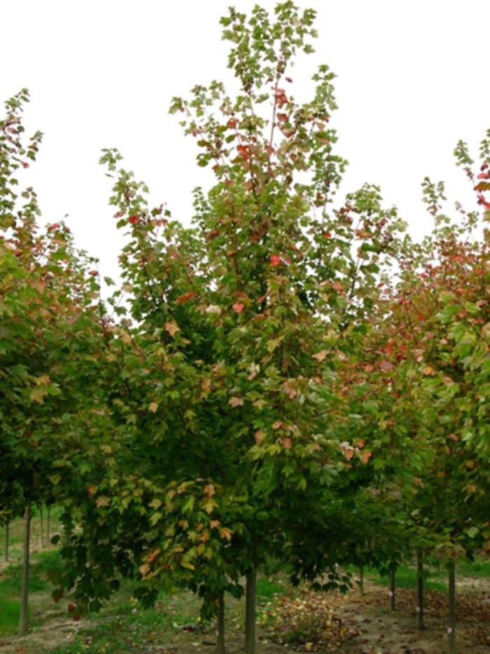 Red Sunset Maple - Acer rubrum 'Franksred' Red Sunset Maple - Acer rubrum 'Franksred'