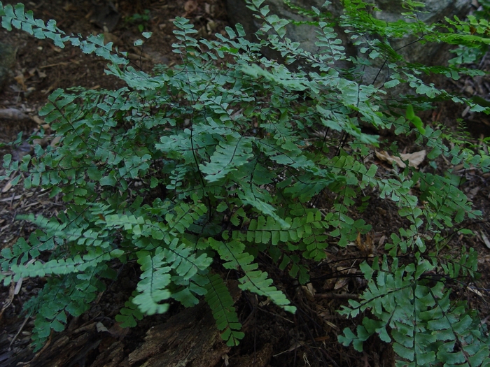 Northern Maidenhair Fern - Adiantum pedatum Northern Maidenhair Fern - Adiantum pedatum