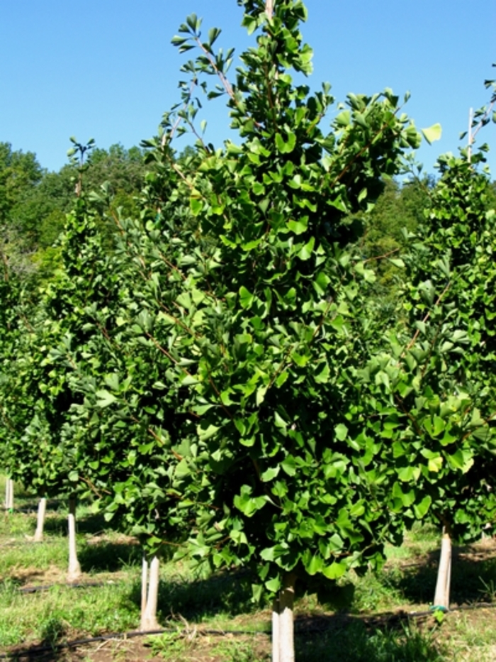 Ginkgo - Ginkgo biloba 'Autumn Gold' Ginkgo - Ginkgo biloba 'Autumn Gold'