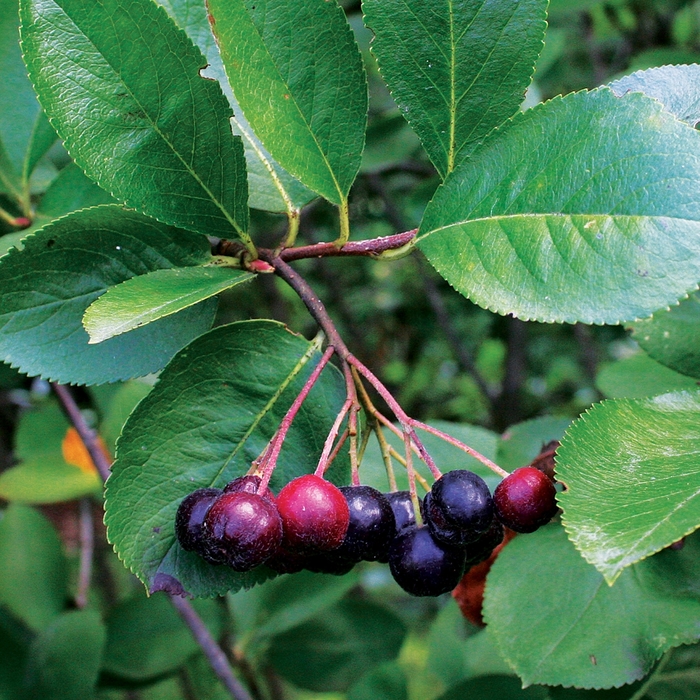 Chokeberry - Aronia melanocarpa 'Viking' Chokeberry - Aronia melanocarpa 'Viking'